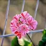 Willa Spacious In With Private Pool